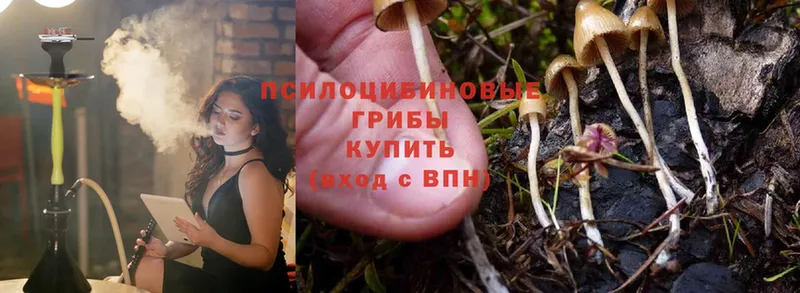 kraken сайт  как найти закладки  Губкинский  Галлюциногенные грибы Magic Shrooms 